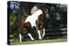 Palomino Warmbloods 004-Bob Langrish-Stretched Canvas