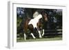 Palomino Warmbloods 004-Bob Langrish-Framed Photographic Print