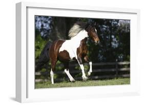 Palomino Warmbloods 004-Bob Langrish-Framed Photographic Print