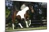 Palomino Warmbloods 004-Bob Langrish-Mounted Photographic Print