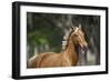 Palomino Warmbloods 005-Bob Langrish-Framed Photographic Print