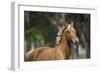 Palomino Warmbloods 005-Bob Langrish-Framed Photographic Print