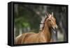 Palomino Warmbloods 005-Bob Langrish-Framed Stretched Canvas