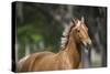 Palomino Warmbloods 005-Bob Langrish-Stretched Canvas