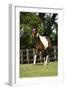 Palomino Warmbloods 006-Bob Langrish-Framed Photographic Print