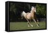 Palomino Warmbloods 008-Bob Langrish-Framed Stretched Canvas