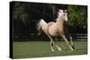 Palomino Warmbloods 008-Bob Langrish-Stretched Canvas