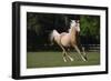 Palomino Warmbloods 008-Bob Langrish-Framed Photographic Print