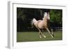 Palomino Warmbloods 008-Bob Langrish-Framed Photographic Print