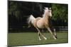 Palomino Warmbloods 008-Bob Langrish-Mounted Photographic Print