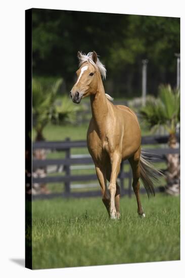 Palomino Warmbloods 013-Bob Langrish-Stretched Canvas