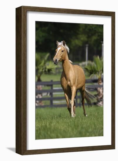 Palomino Warmbloods 013-Bob Langrish-Framed Photographic Print