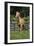 Palomino Warmbloods 013-Bob Langrish-Framed Photographic Print