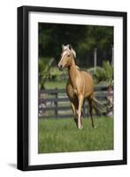 Palomino Warmbloods 013-Bob Langrish-Framed Photographic Print