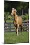 Palomino Warmbloods 013-Bob Langrish-Mounted Photographic Print