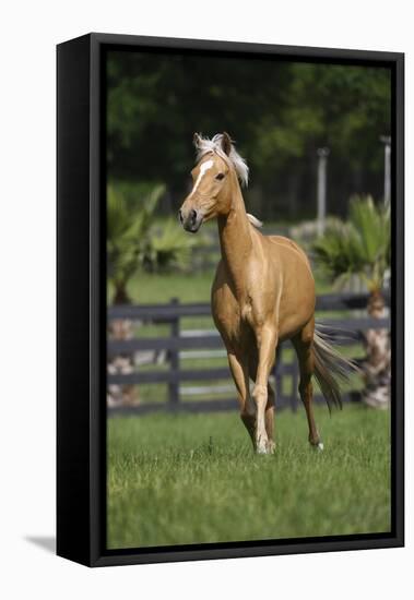 Palomino Warmbloods 013-Bob Langrish-Framed Stretched Canvas