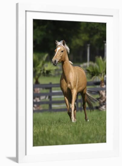 Palomino Warmbloods 013-Bob Langrish-Framed Photographic Print