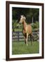 Palomino Warmbloods 013-Bob Langrish-Framed Photographic Print