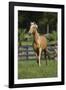 Palomino Warmbloods 013-Bob Langrish-Framed Photographic Print