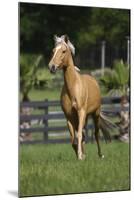 Palomino Warmbloods 013-Bob Langrish-Mounted Photographic Print