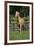 Palomino Warmbloods 013-Bob Langrish-Framed Photographic Print