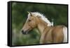 Palomino Warmbloods 016-Bob Langrish-Framed Stretched Canvas