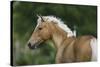 Palomino Warmbloods 016-Bob Langrish-Stretched Canvas