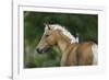 Palomino Warmbloods 016-Bob Langrish-Framed Photographic Print