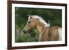 Palomino Warmbloods 016-Bob Langrish-Framed Photographic Print