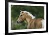 Palomino Warmbloods 016-Bob Langrish-Framed Photographic Print