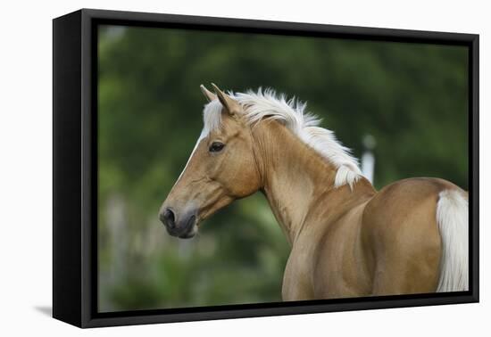 Palomino Warmbloods 016-Bob Langrish-Framed Stretched Canvas