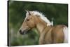 Palomino Warmbloods 016-Bob Langrish-Stretched Canvas