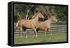 Palomino Warmbloods 026-Bob Langrish-Framed Stretched Canvas