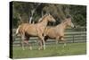 Palomino Warmbloods 026-Bob Langrish-Stretched Canvas