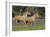 Palomino Warmbloods 026-Bob Langrish-Framed Photographic Print