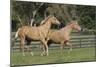 Palomino Warmbloods 026-Bob Langrish-Mounted Photographic Print