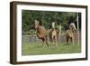 Palomino Warmbloods 031-Bob Langrish-Framed Photographic Print