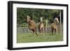 Palomino Warmbloods 031-Bob Langrish-Framed Photographic Print