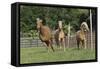 Palomino Warmbloods 031-Bob Langrish-Framed Stretched Canvas