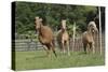 Palomino Warmbloods 031-Bob Langrish-Stretched Canvas