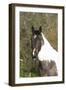 Palomino Warmbloods 033-Bob Langrish-Framed Photographic Print