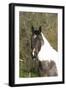 Palomino Warmbloods 033-Bob Langrish-Framed Photographic Print