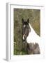 Palomino Warmbloods 033-Bob Langrish-Framed Photographic Print