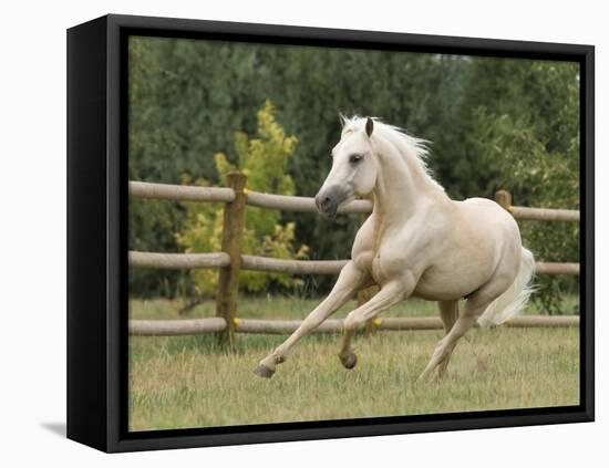 Palomino Welsh Pony Stallion Galloping in Paddock, Fort Collins, Colorado, USA-Carol Walker-Framed Stretched Canvas