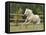 Palomino Welsh Pony Stallion Galloping in Paddock, Fort Collins, Colorado, USA-Carol Walker-Framed Stretched Canvas