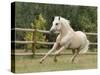 Palomino Welsh Pony Stallion Galloping in Paddock, Fort Collins, Colorado, USA-Carol Walker-Stretched Canvas