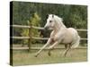 Palomino Welsh Pony Stallion Galloping in Paddock, Fort Collins, Colorado, USA-Carol Walker-Stretched Canvas