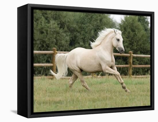 Palomino Welsh Pony Stallion Galloping in Paddock, Fort Collins, Colorado, USA-Carol Walker-Framed Stretched Canvas
