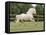 Palomino Welsh Pony Stallion Galloping in Paddock, Fort Collins, Colorado, USA-Carol Walker-Framed Stretched Canvas