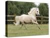 Palomino Welsh Pony Stallion Galloping in Paddock, Fort Collins, Colorado, USA-Carol Walker-Stretched Canvas